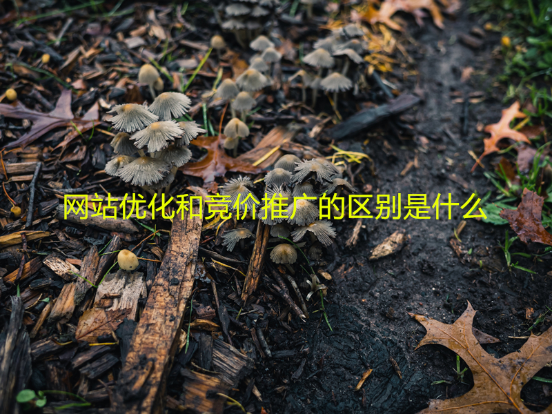 網站優(yōu)化和競價推廣的區(qū)別是什么.jpg